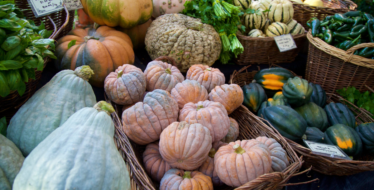 Seizing Squash Season